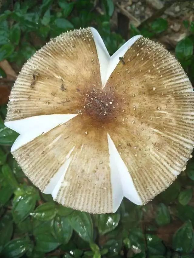 JDB电子试玩网页版